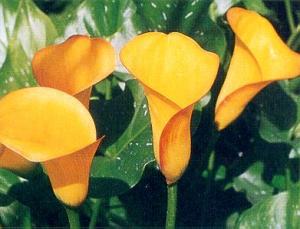 calla lilies