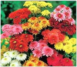 chrysanthemums