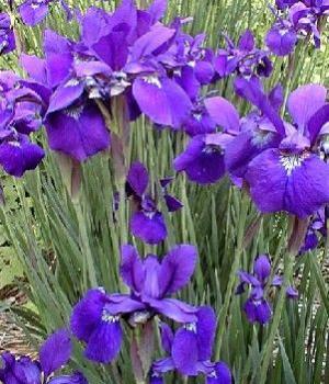 irises