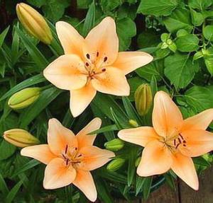 lilies